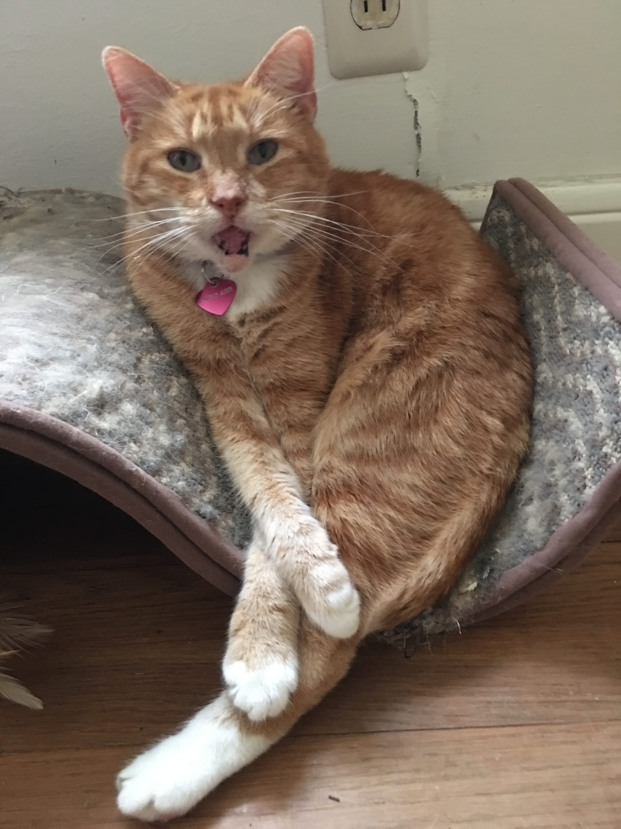 A sweet orange girl cat, her mouth open because she can't close it, her body curled up in her scratching spot.